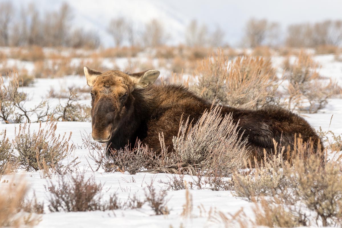 Bull moose at Tetons