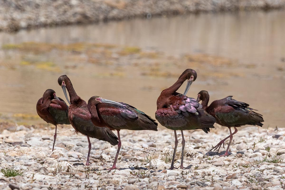 White-faced Ibis