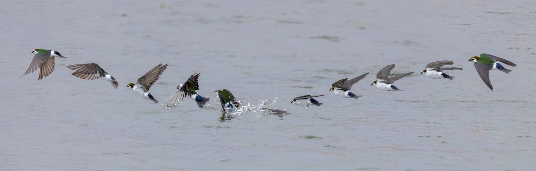 Violet-green Swallow dive