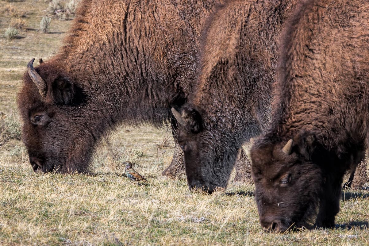 Bison Lamar Valley Yellowstone Wyoming