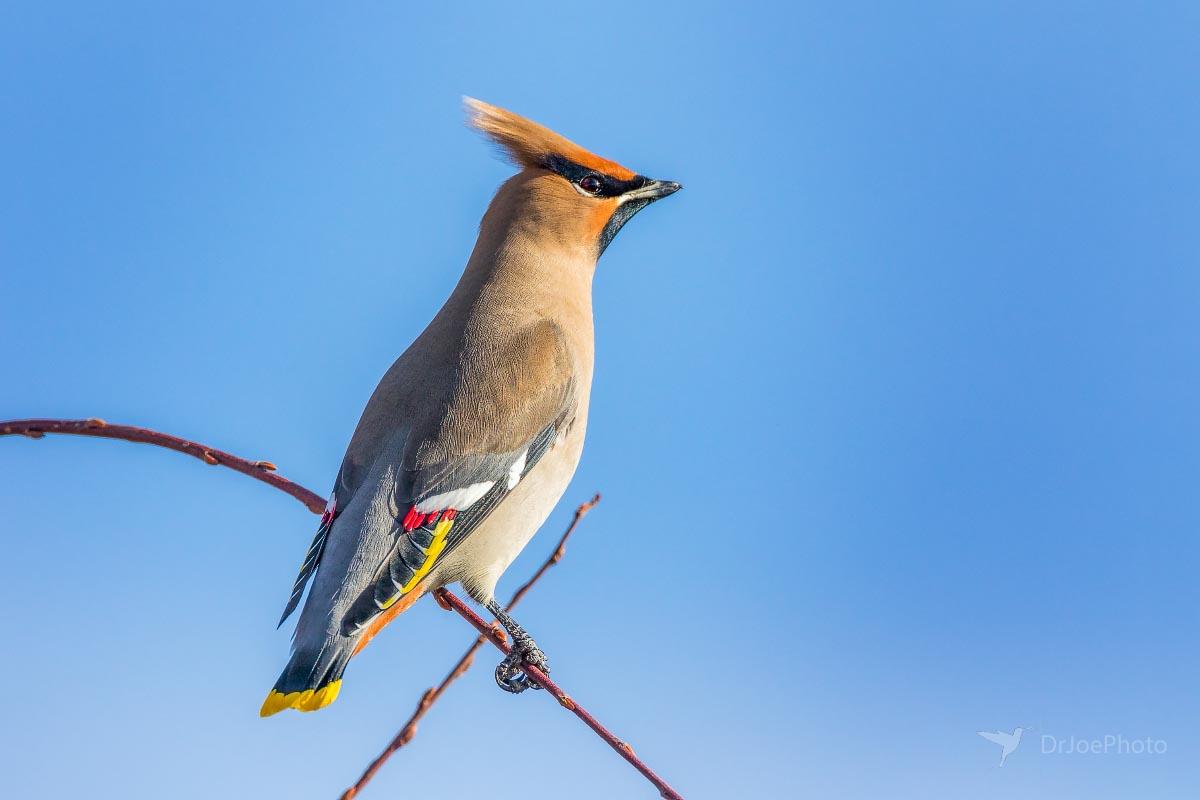 Bohemian Waxwing Wyoming