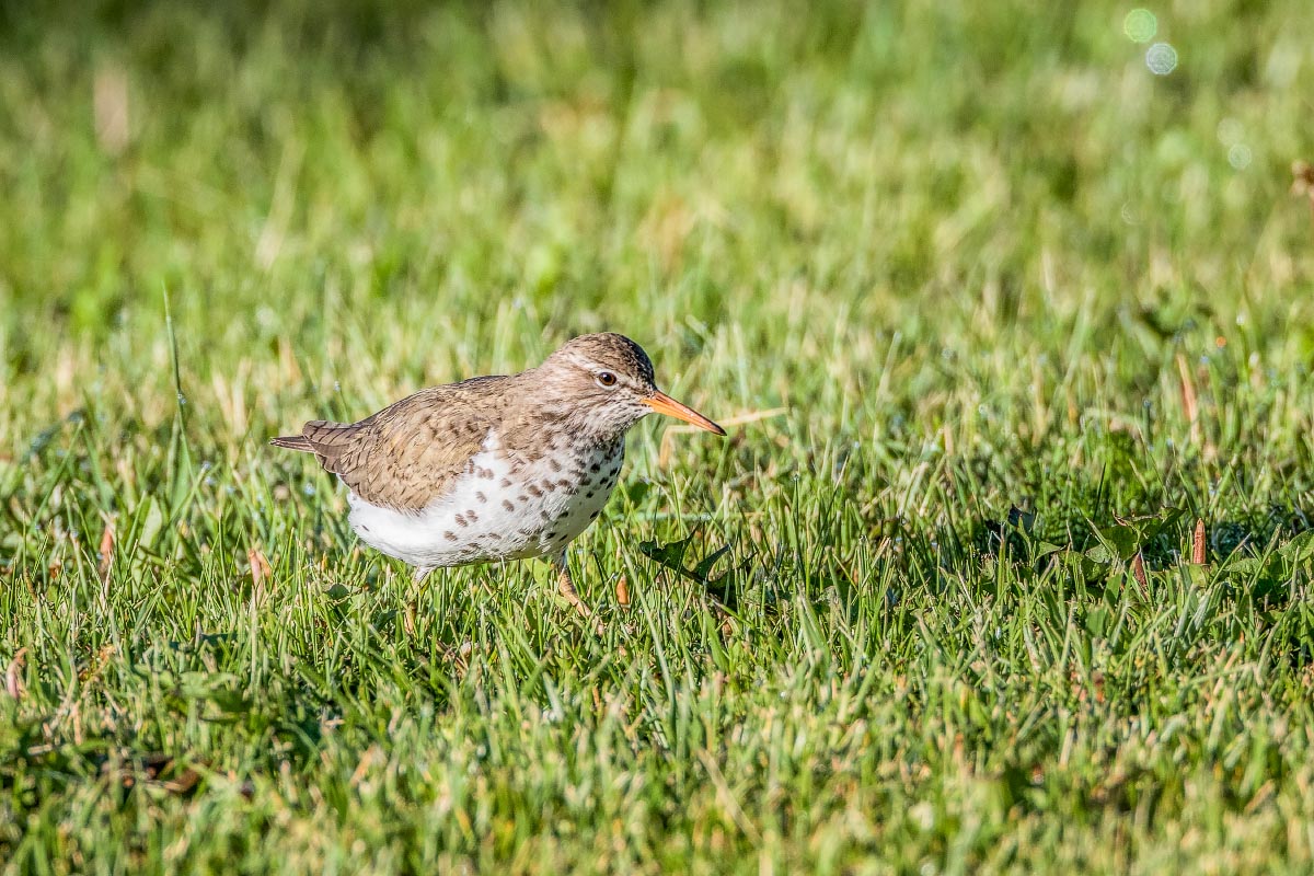 Spotted Sandpiper Wyoming