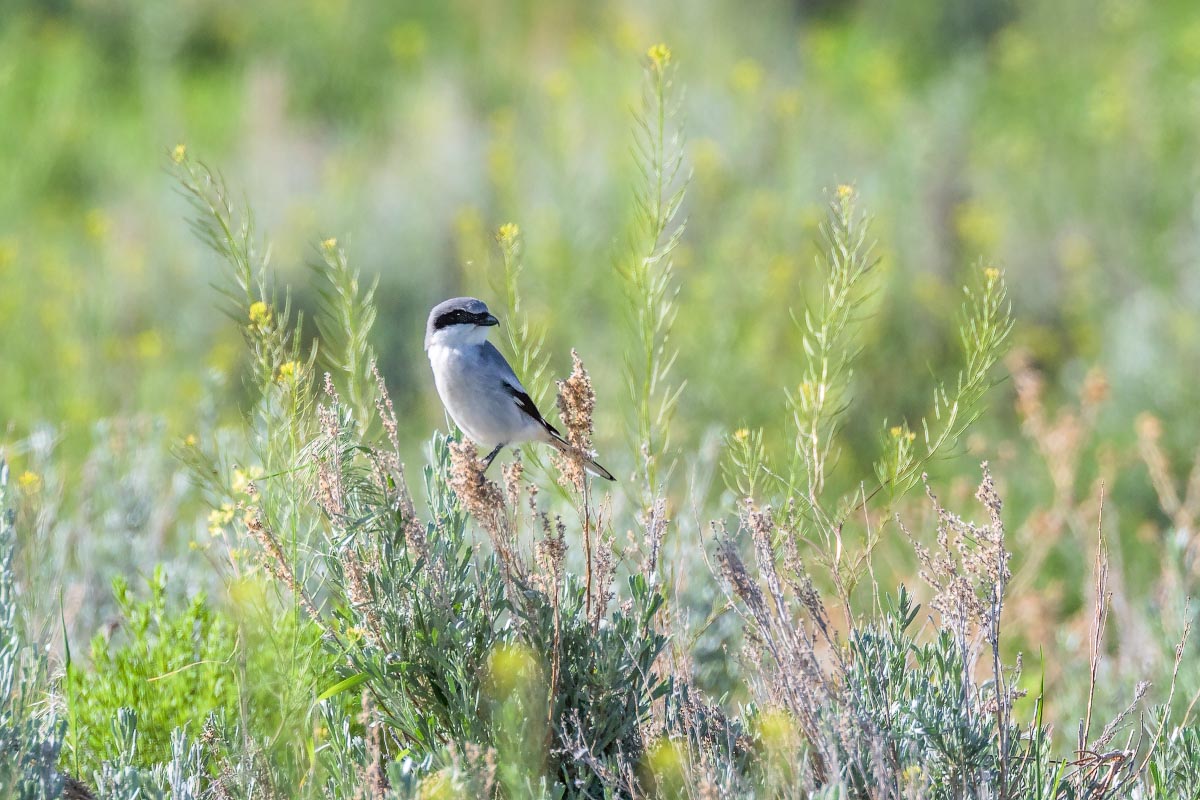 Loggerhead Shrike Wyoming