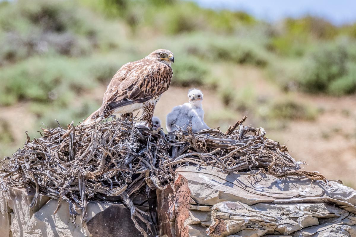 Ferruginous Hawk Wyoming