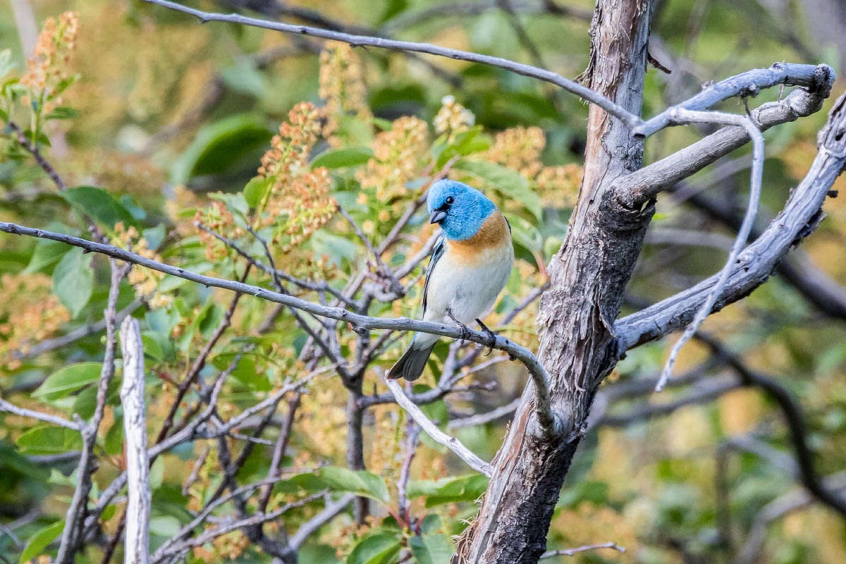 Lazuli Bunting Wyoming