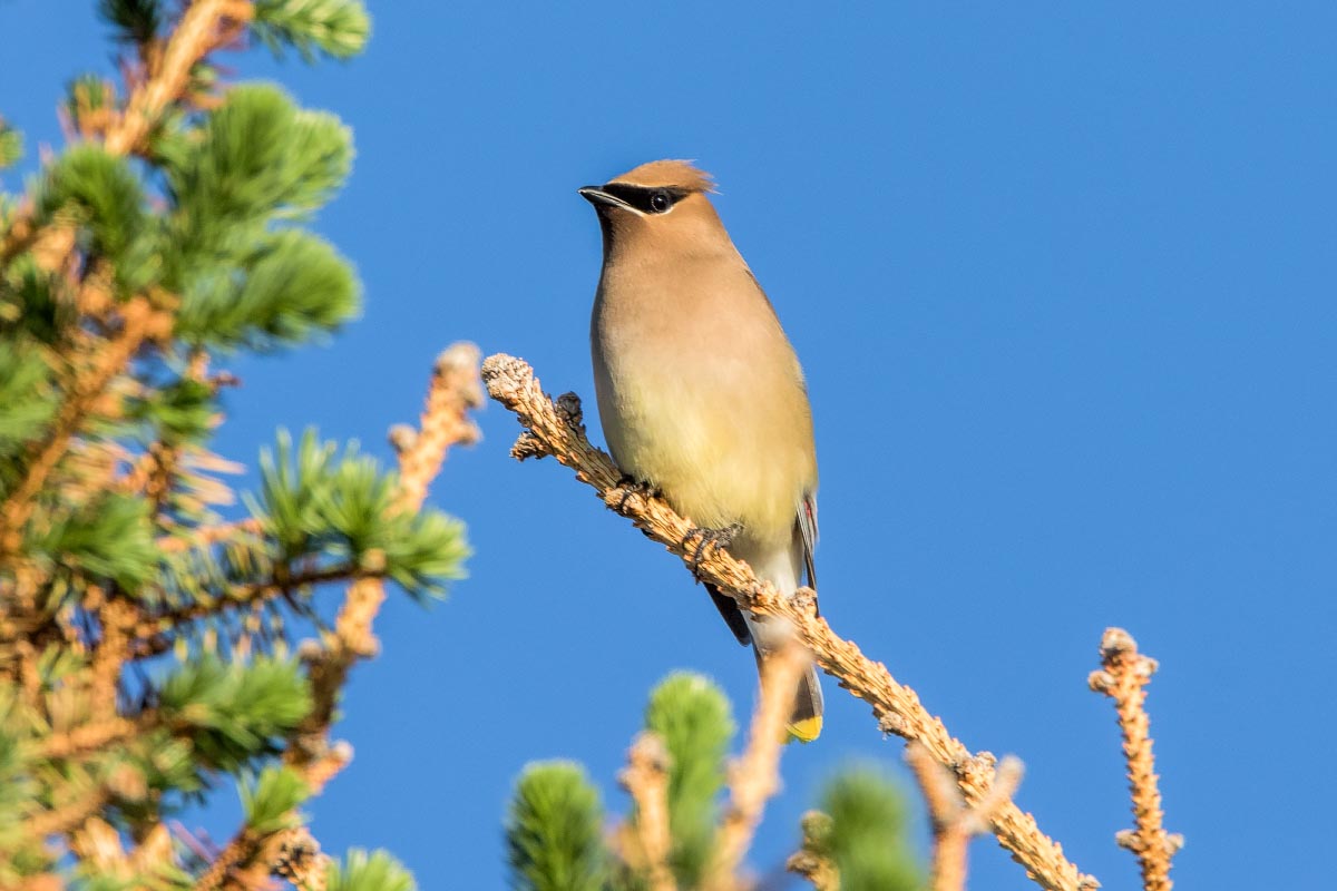 Cedar Waxwing Wyoming