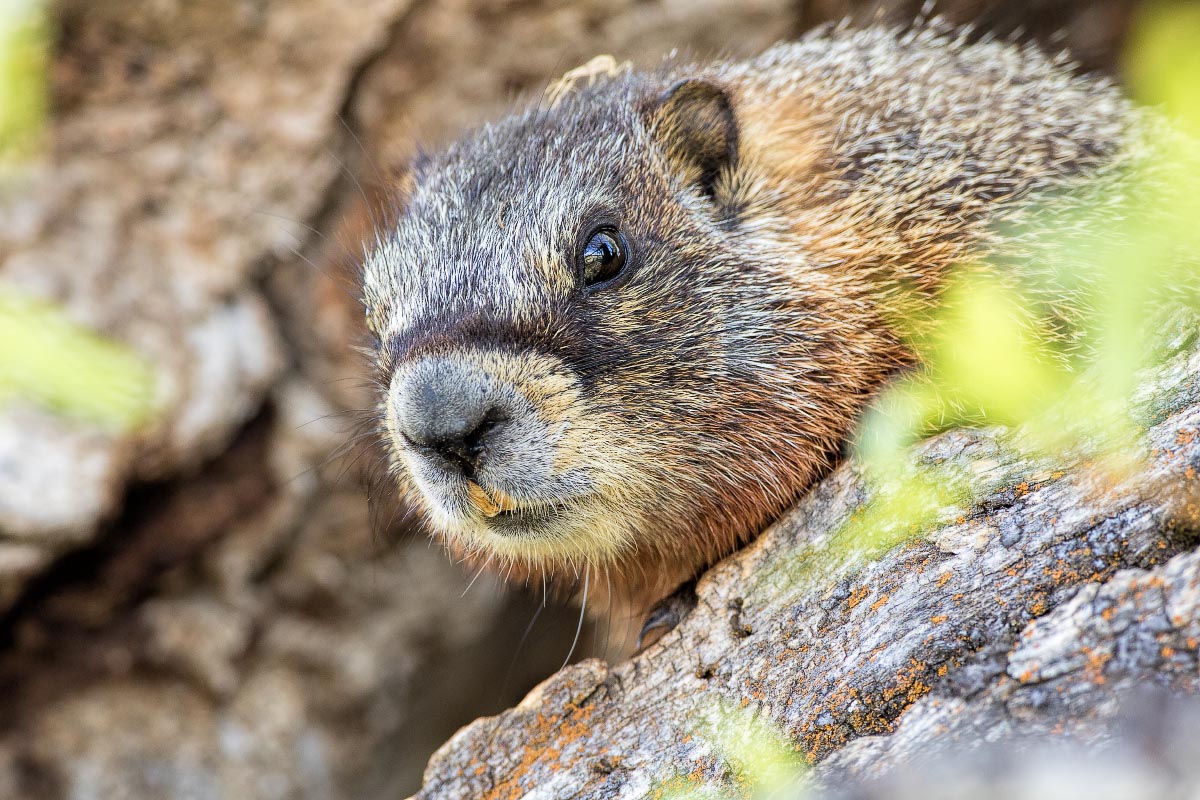 Yellow-bellied Marmot Wyoming