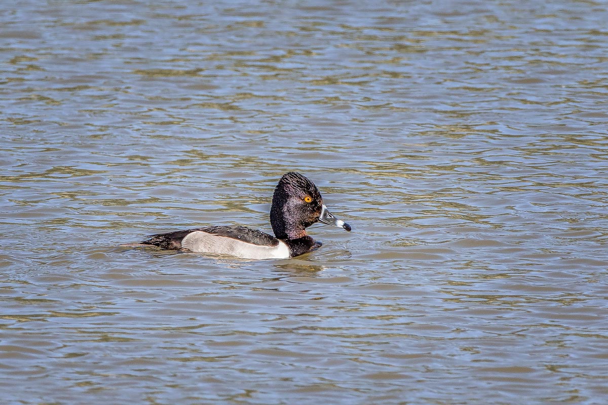 Ring-necked Duck Wyoming