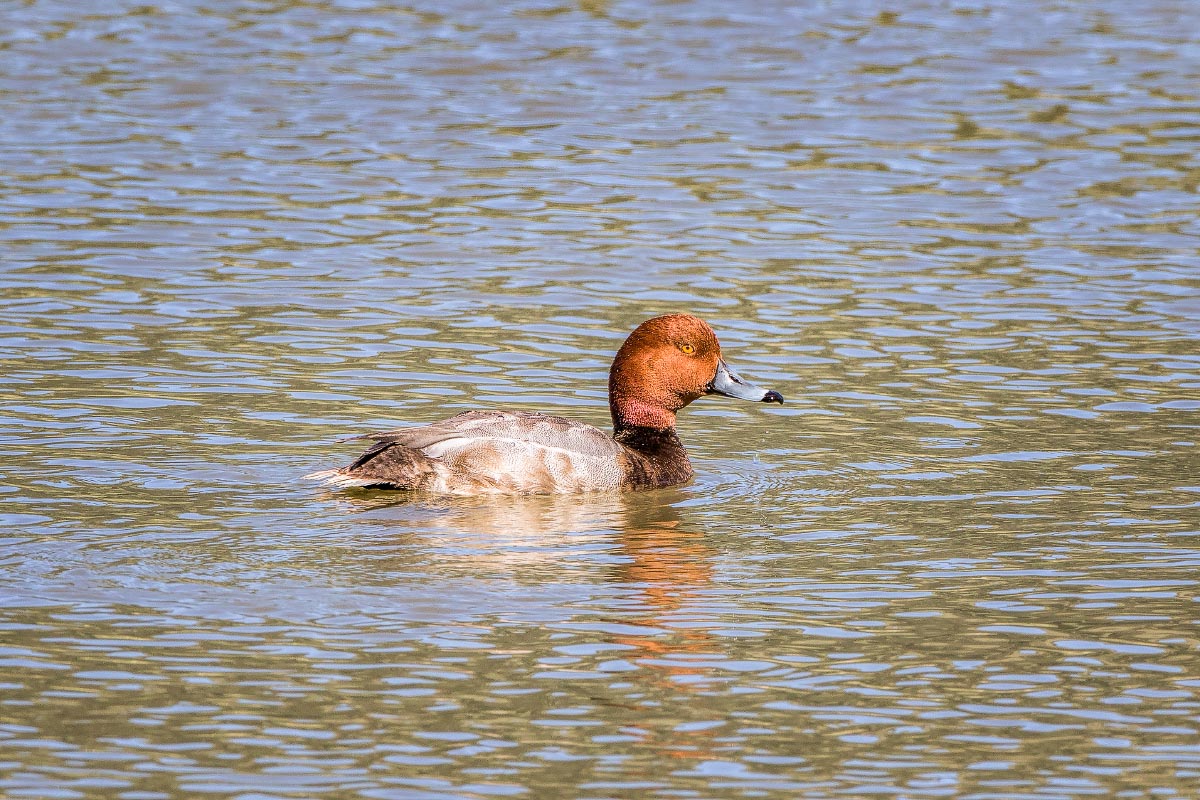 Redhead duck Wyoming