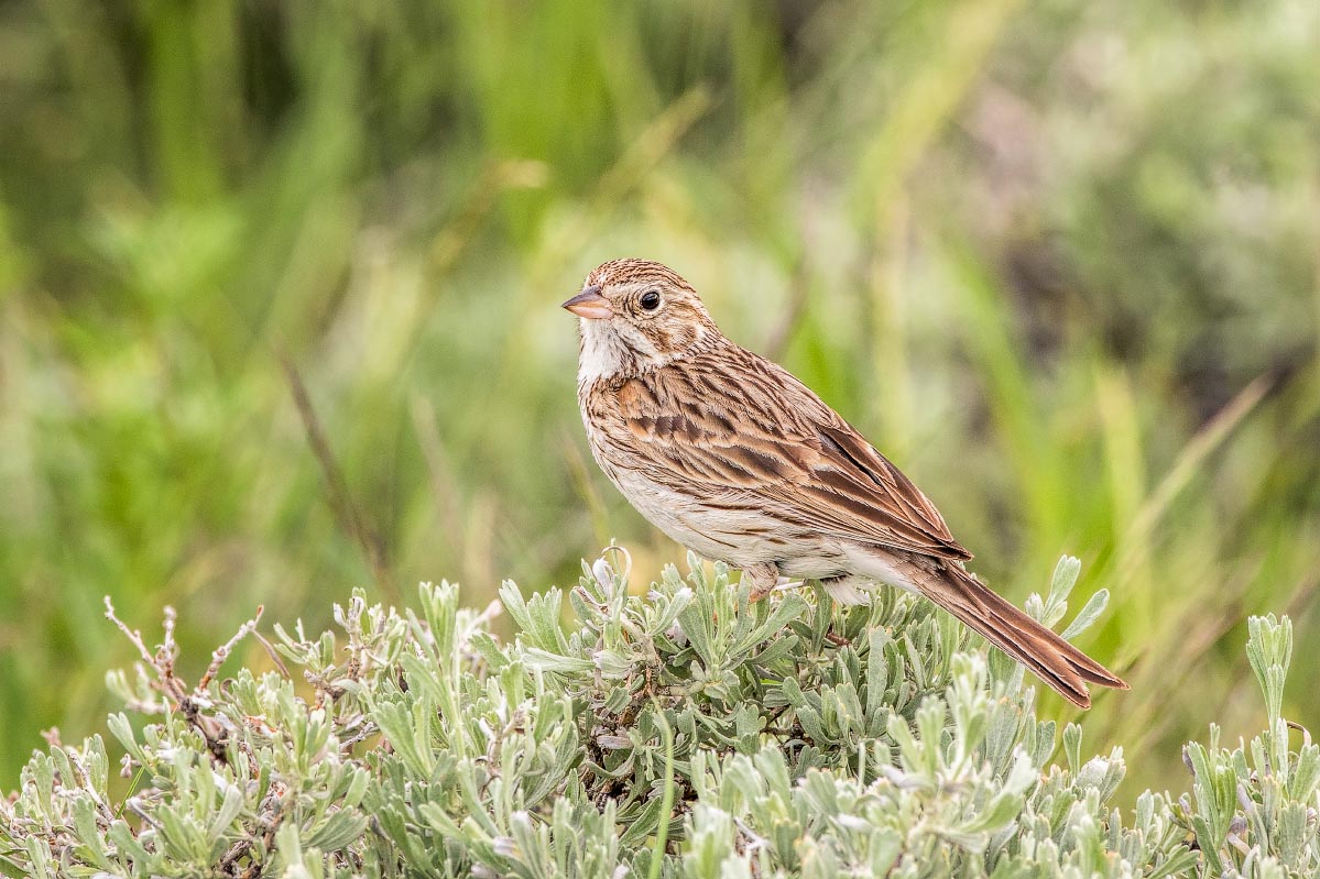 Vesper Sparrow Wyoming