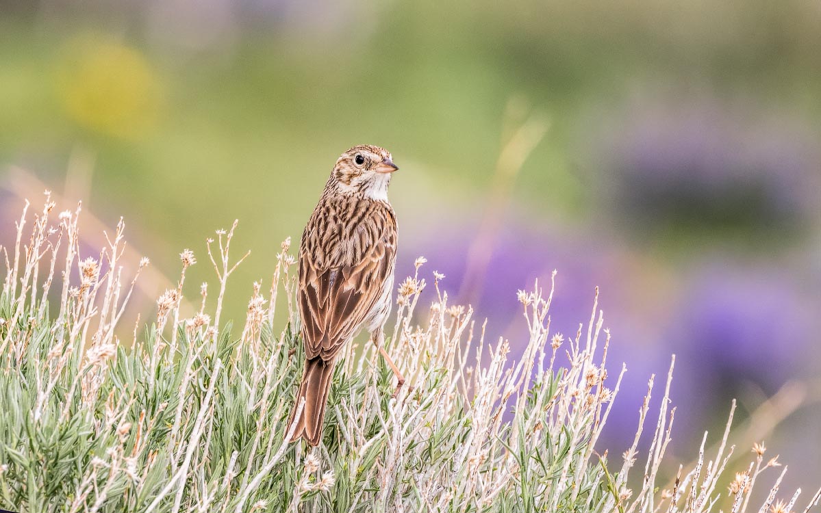 Vesper Sparrow Wyoming