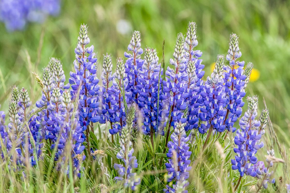 Lupine Wyoming