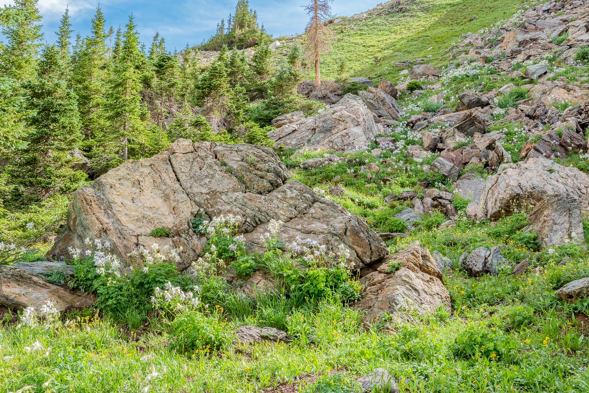 Columbine Snowy Range Wyoming