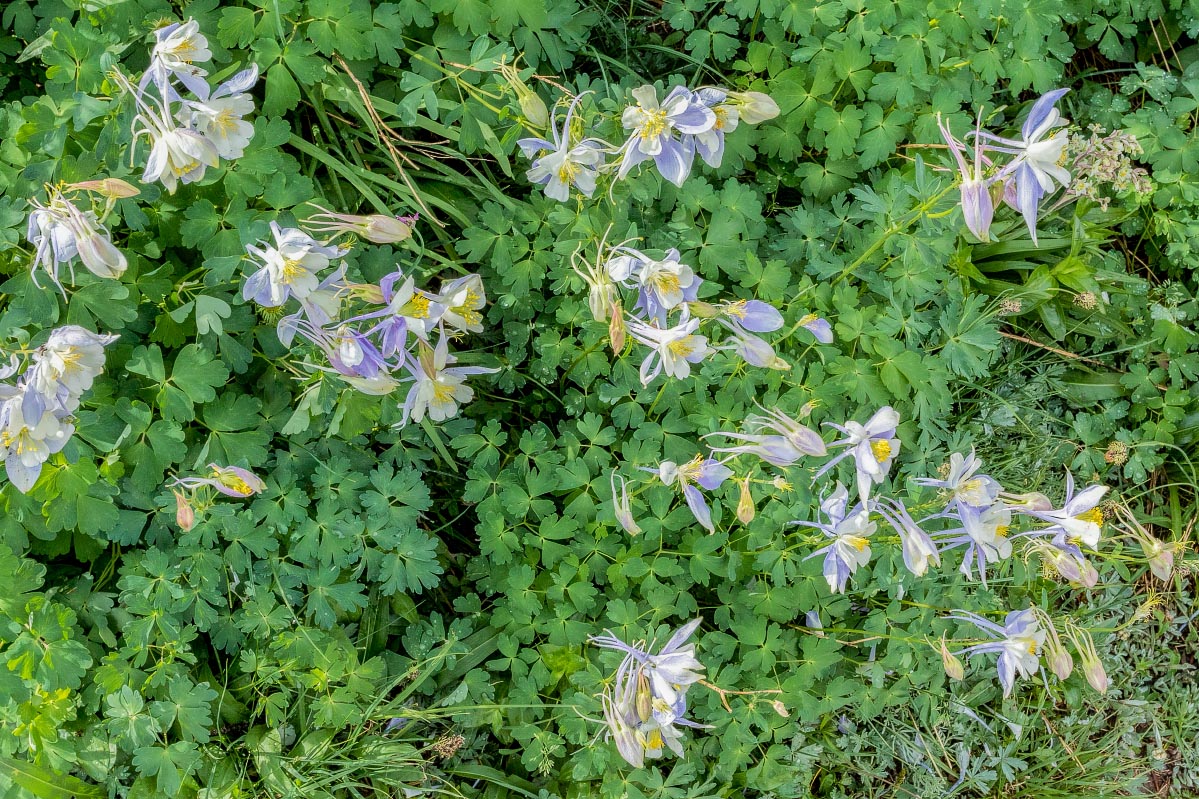 Columbine Snowy Range Wyoming