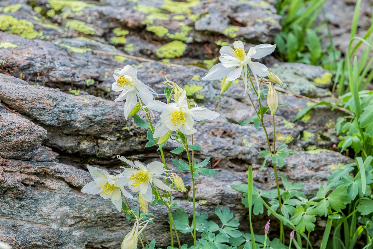 Columbine Snowy Range Wyoming