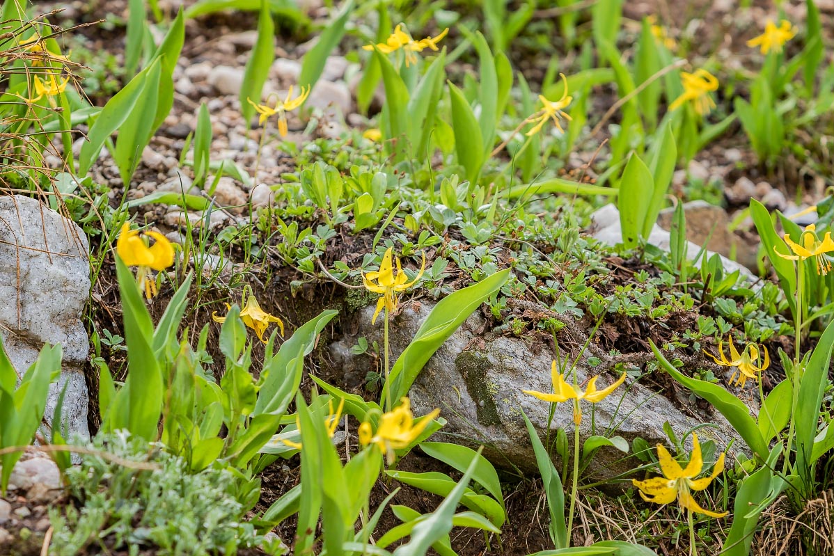 Glacier Lily Snowy Range Wyoming