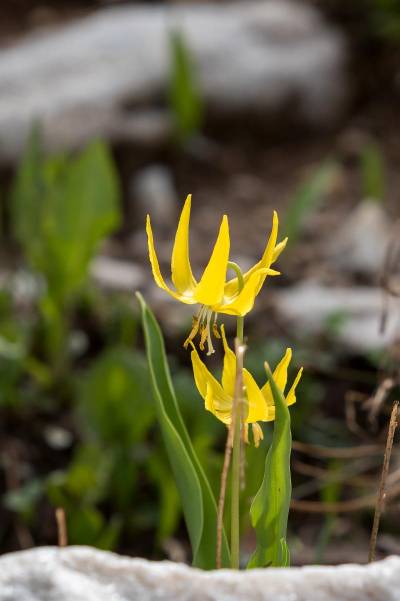 Glacier Lily Snowy Range Wyoming