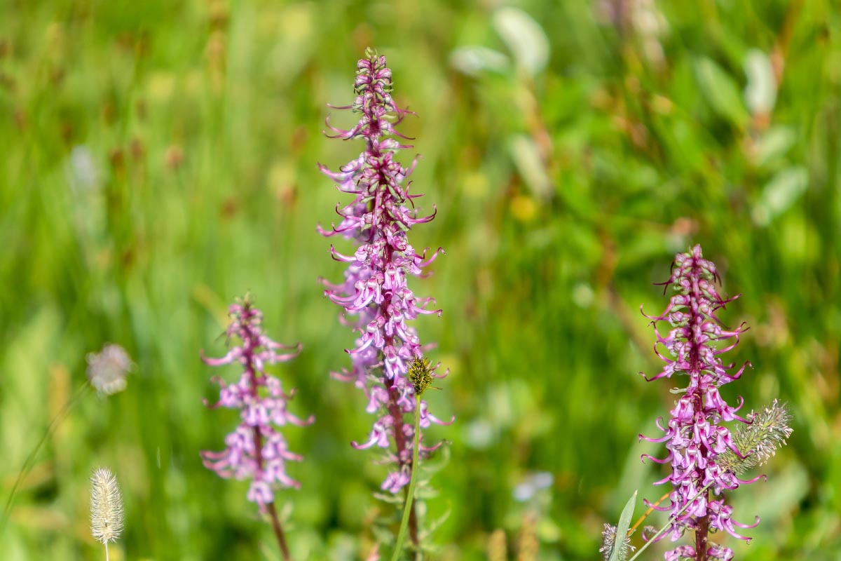 Elephant Head Lousewort wildflower Snowy Range Wyoming