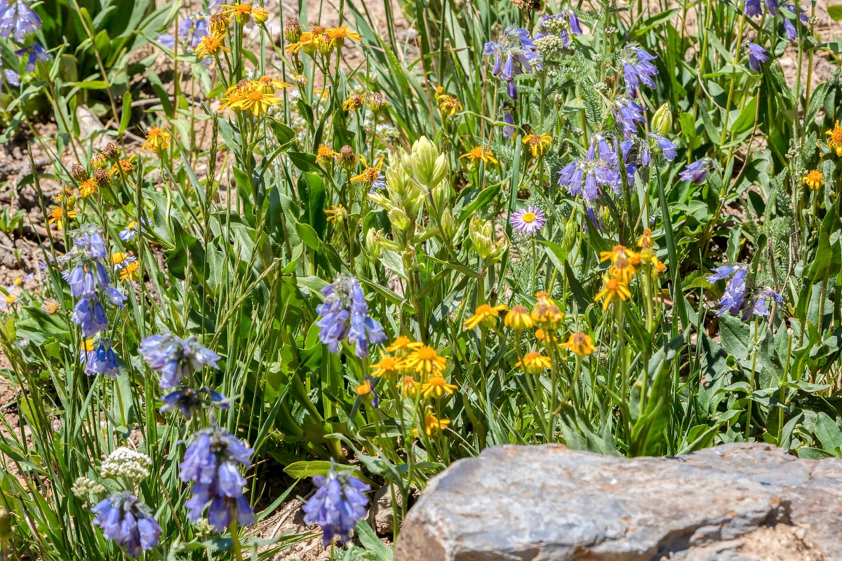 Wildflowers Snowy Range Wyoming