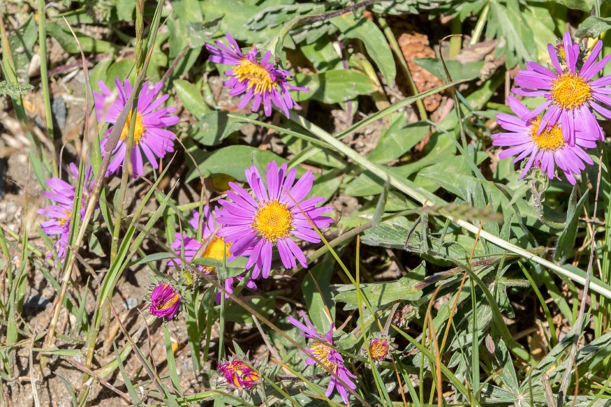 Mountain Asters Snowy Range Wyoming