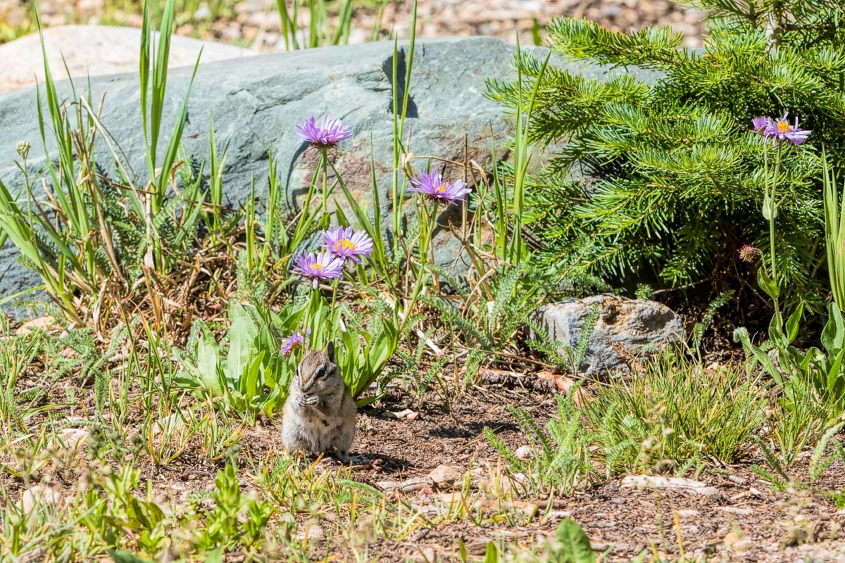 Least Chipmunk, Mountain Asters Snowy Range Wyoming