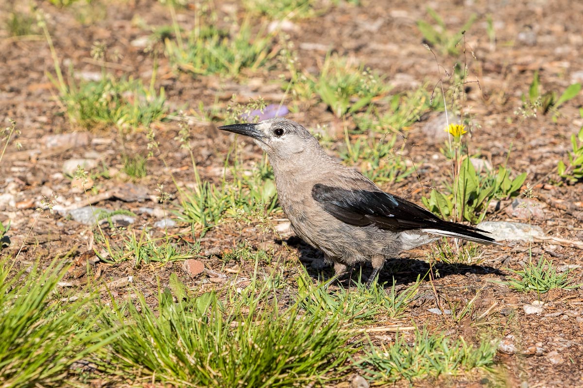 Clark's Nutcracker Snowy Range Wyoming