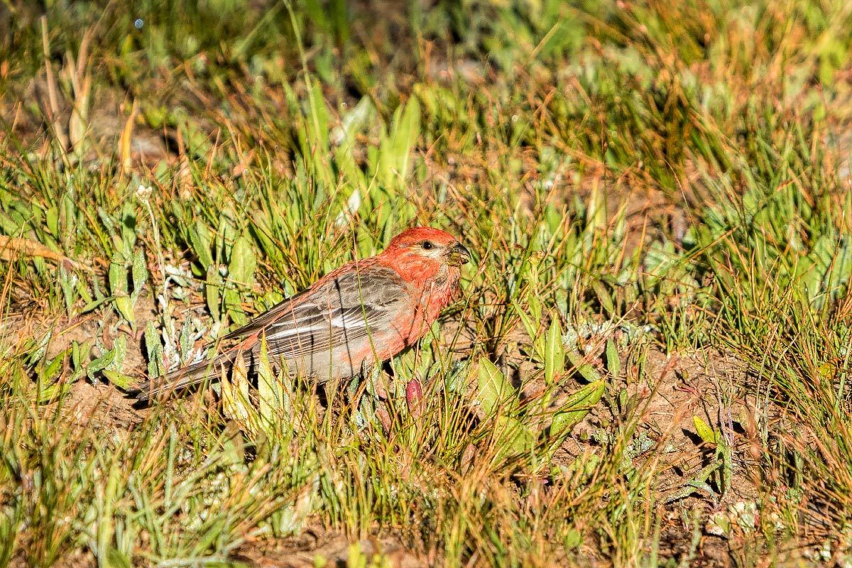 Pine Grosbeak Snowy Range Wyoming