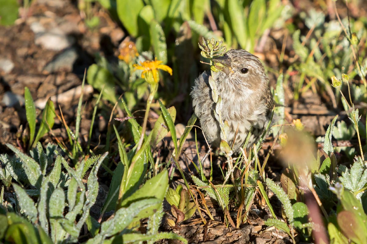 Pine Siskin Snowy Range Wyoming