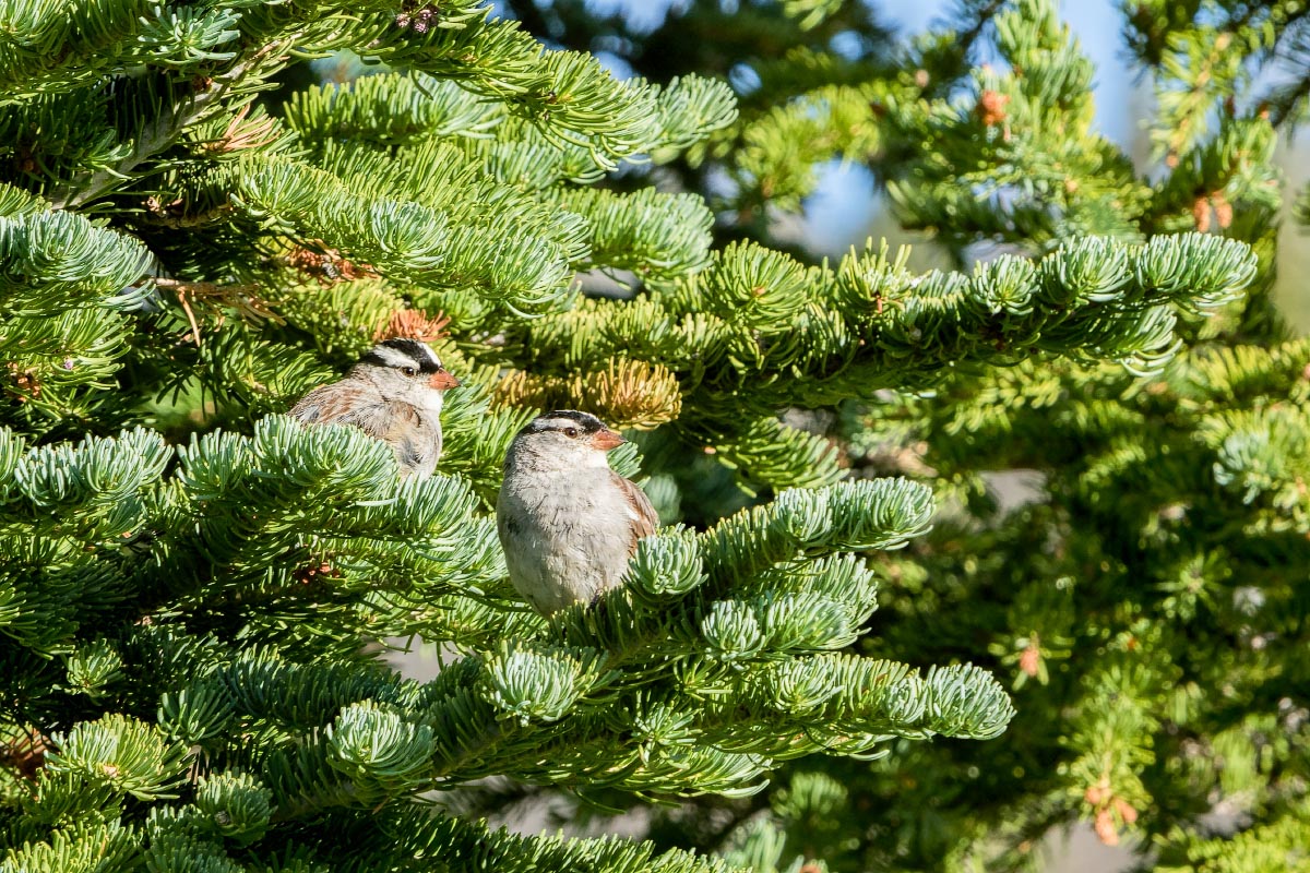 White-crowned Sparrows Snowy Range Wyoming