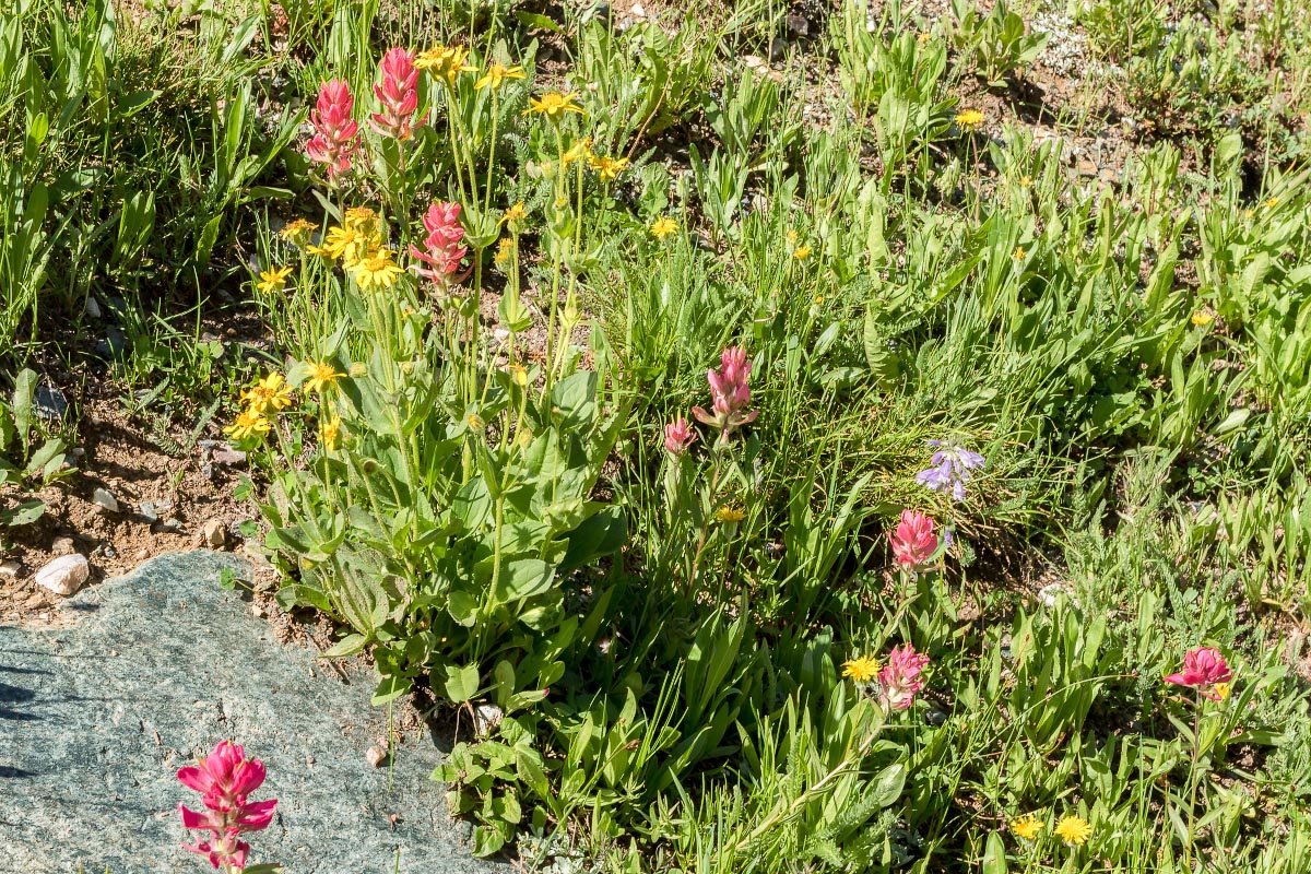 Wildflowers Wyoming