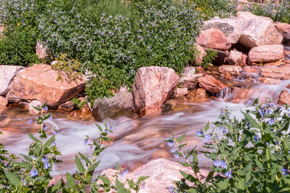 Lake Marie Falls, Mountain Bluebells Wyoming