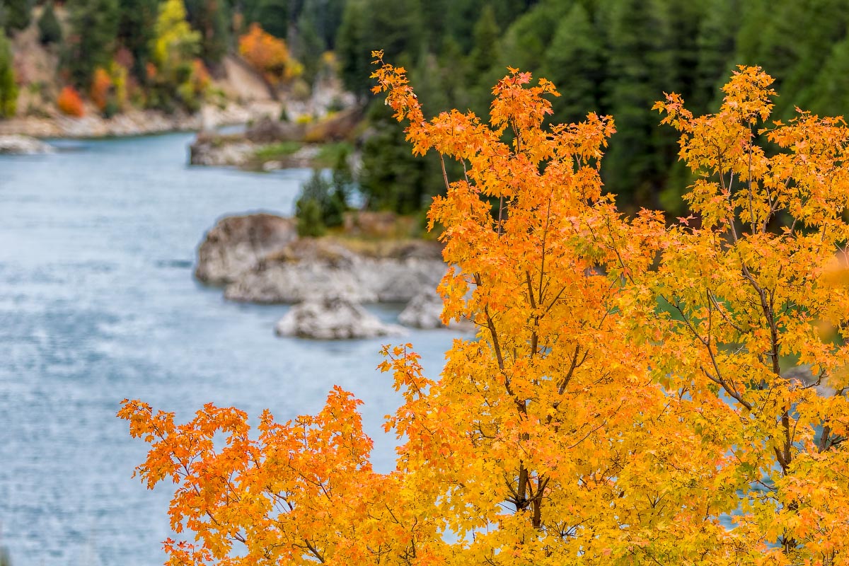 Snake River Canyon fall colors Wyoming