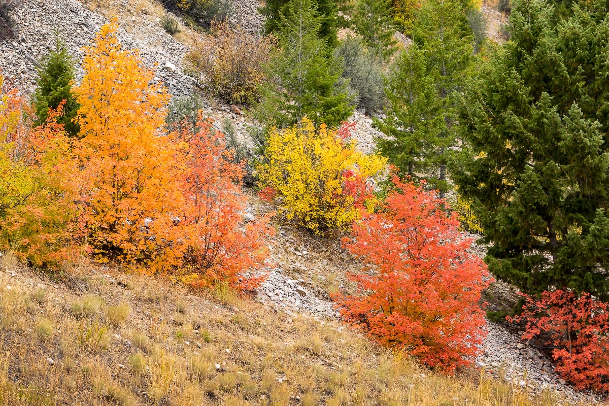 Snake River Canyon fall colors Wyoming