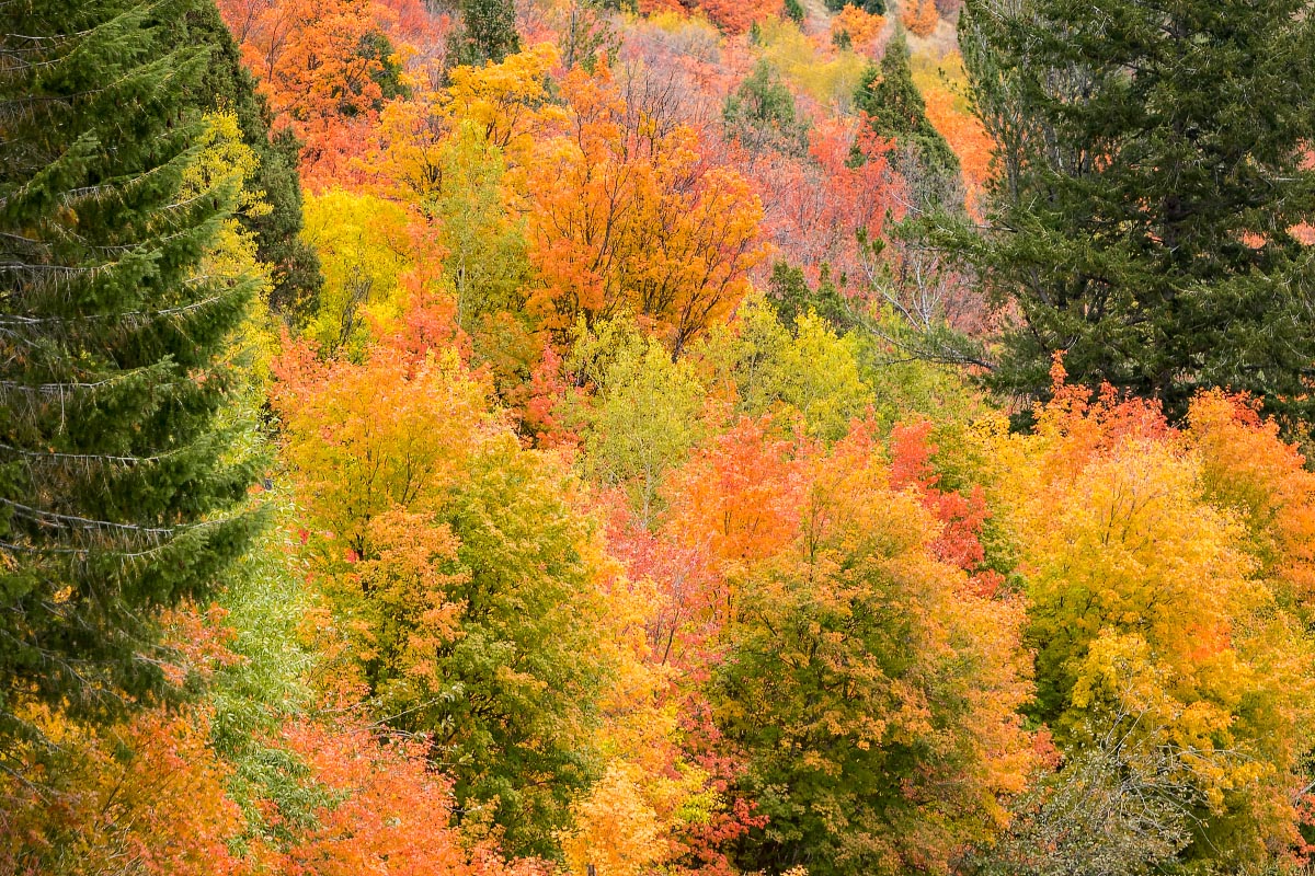 Snake River Canyon fall colors Wyoming