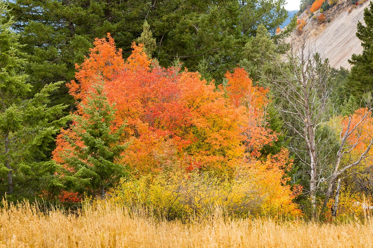 Snake River Canyon fall colors Wyoming