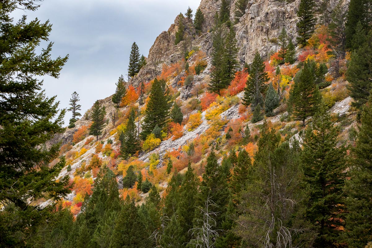 Snake River Canyon fall colors Wyoming