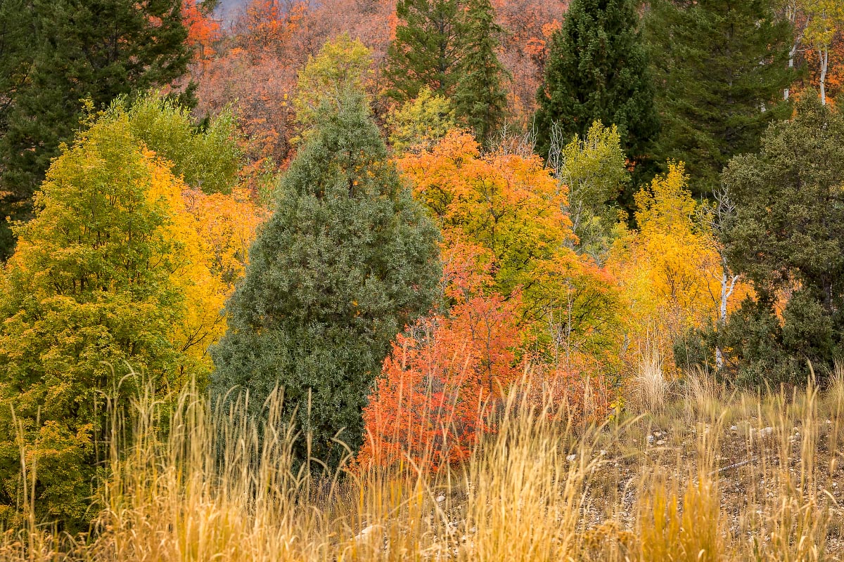 Snake River Canyon fall colors Wyoming