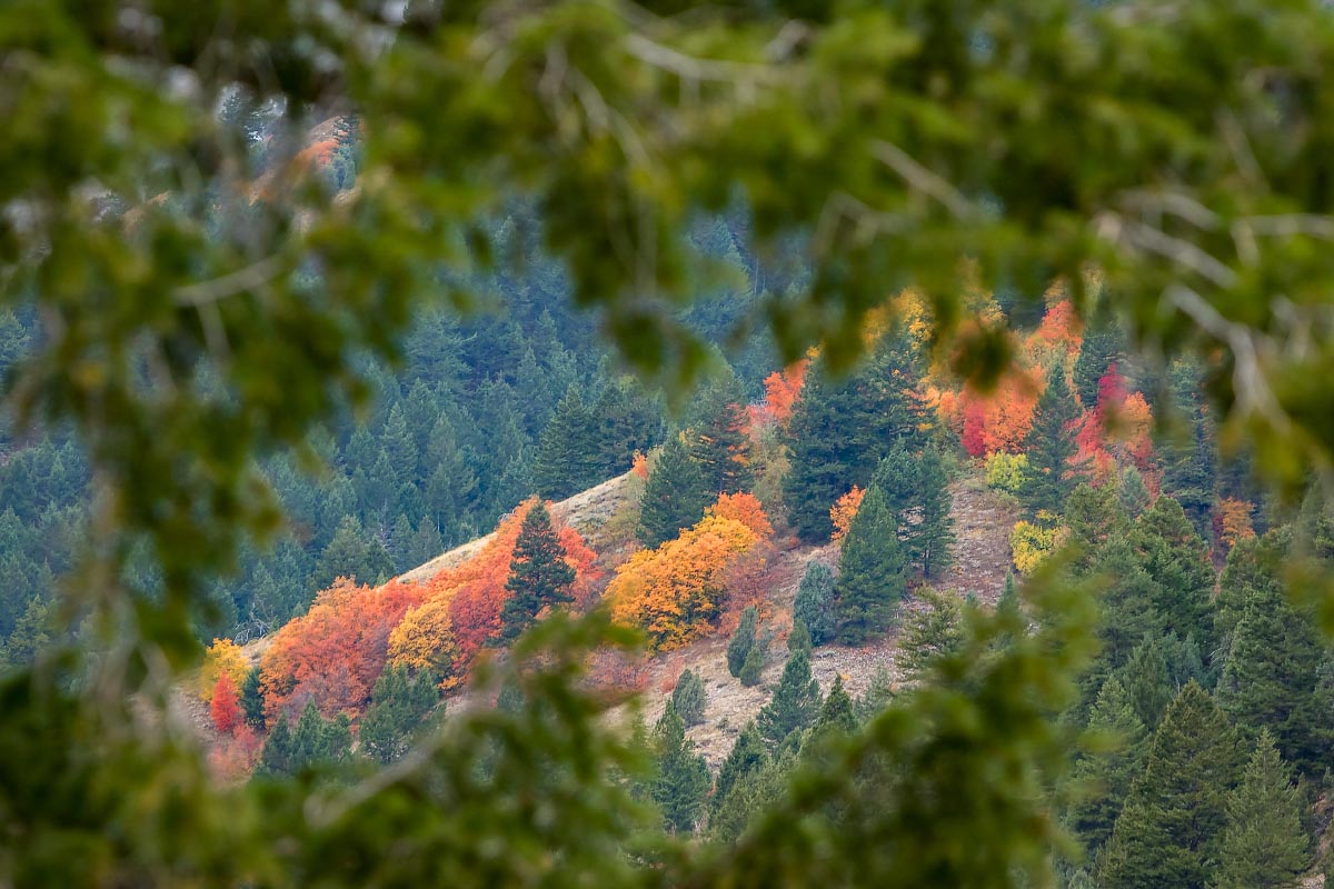 Snake River Canyon fall colors Wyoming