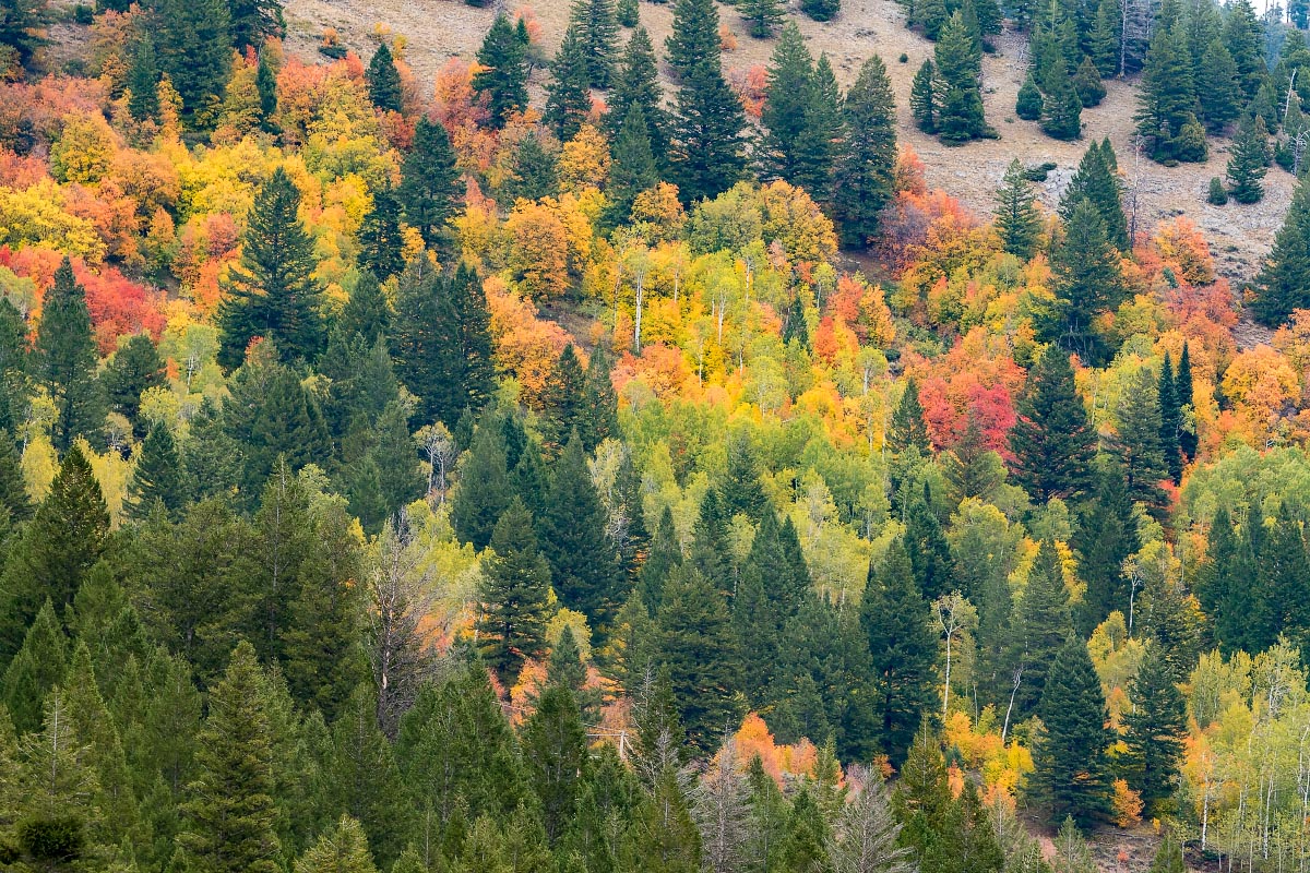 Snake River Canyon fall colors Wyoming