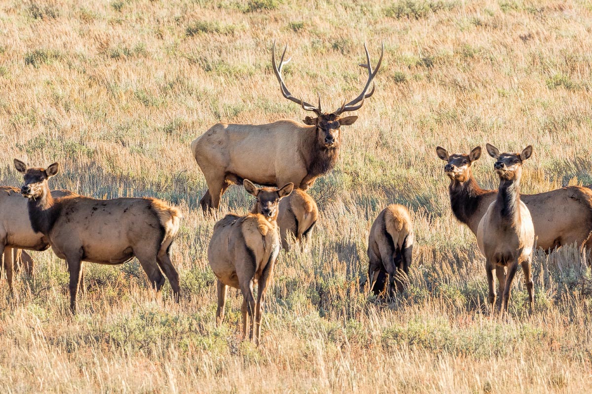 Elk Grand Teton National Park Wyoming