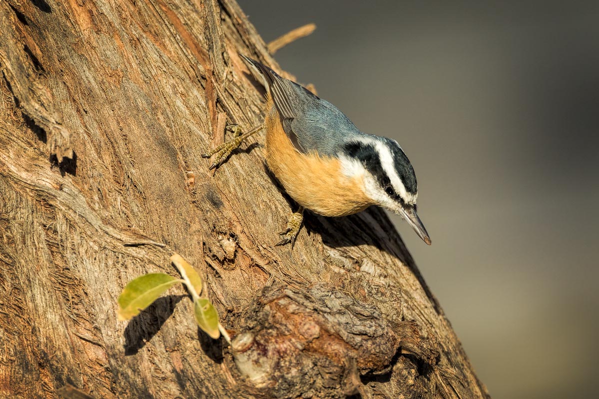 Red-breasted Nuthatch Wyoming