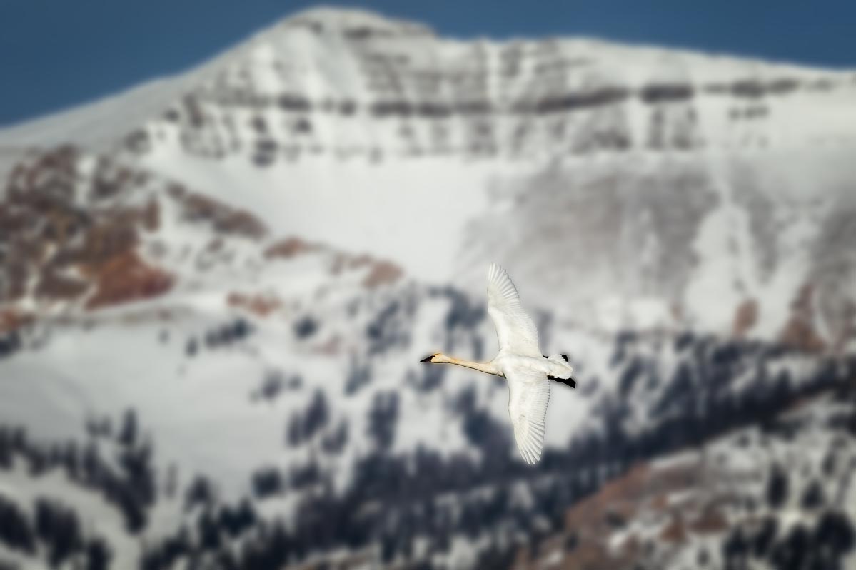 Trumpeter Swan Wyoming