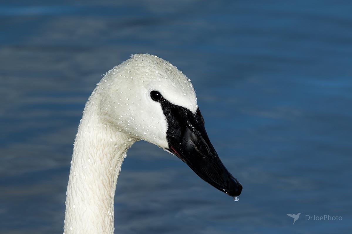 Trumpeter Swan Wyoming