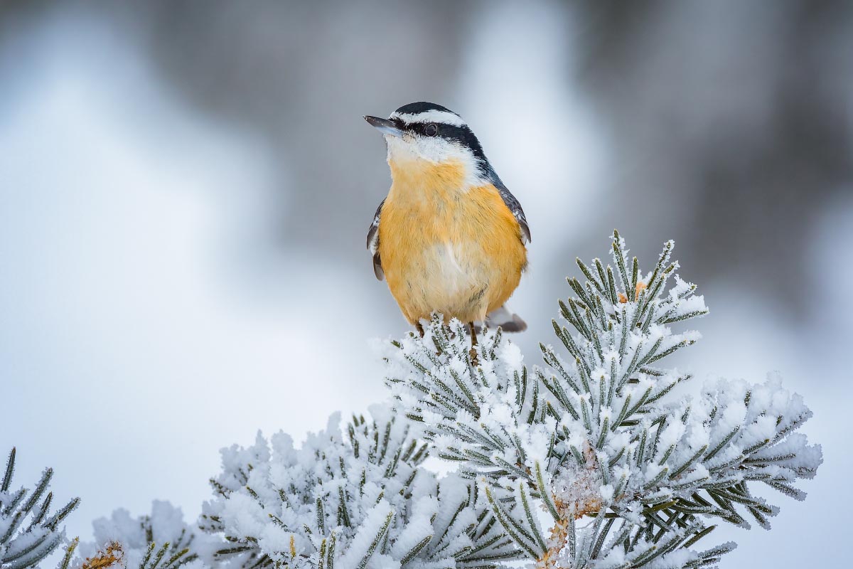 Red-breasted Nuthatch hoarfrost