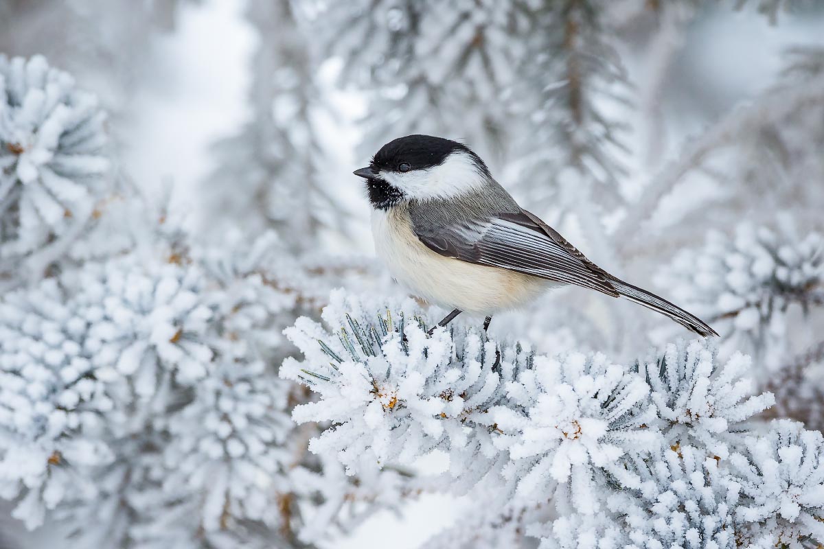 Black-capped Chickadee hoarfrost