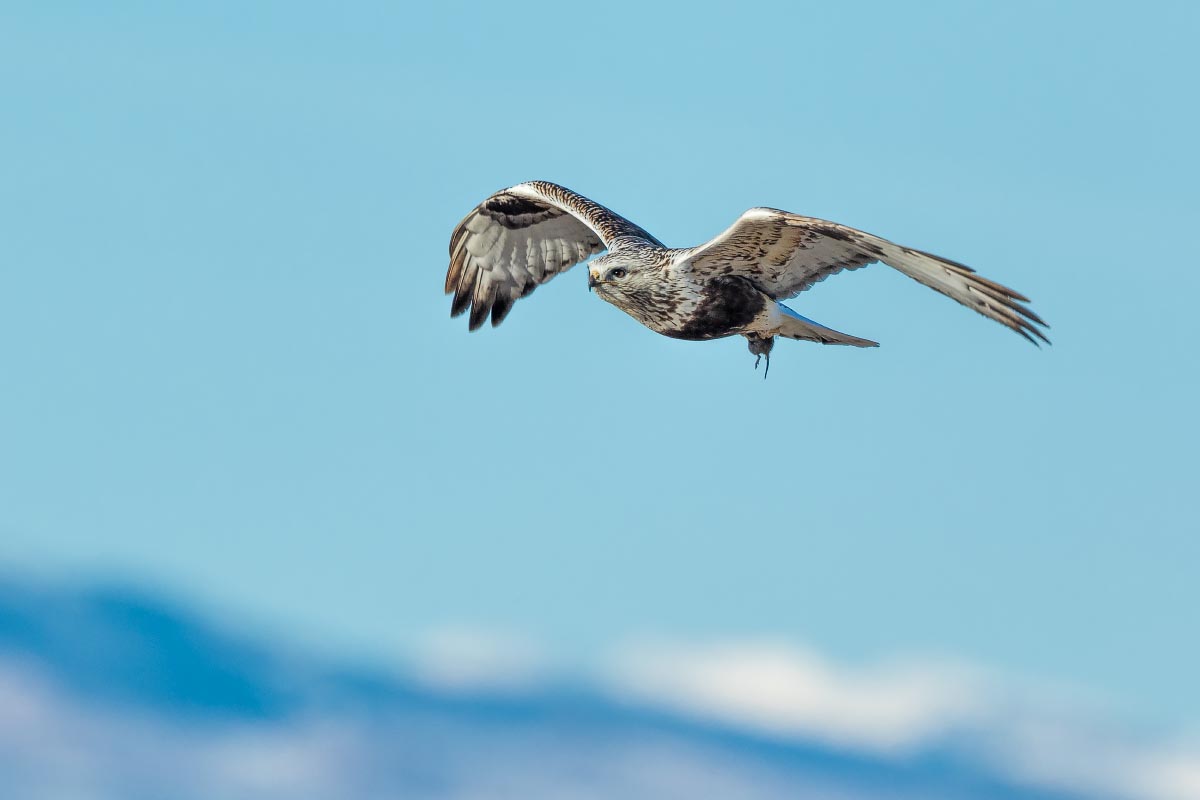 Rough-legged Hawk