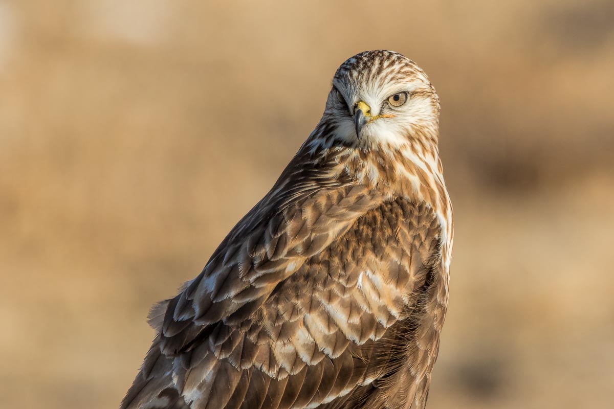 Rough-legged Hawk