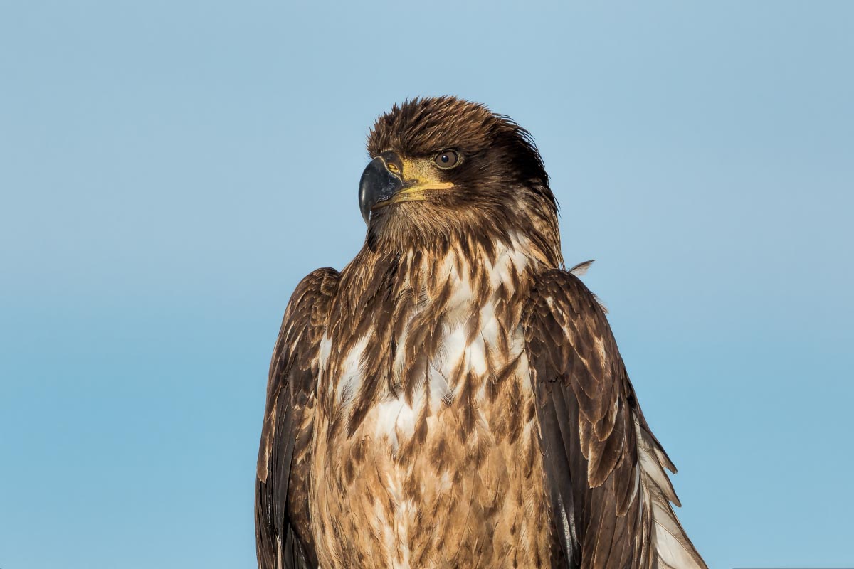 Juvenile Golden Eagle