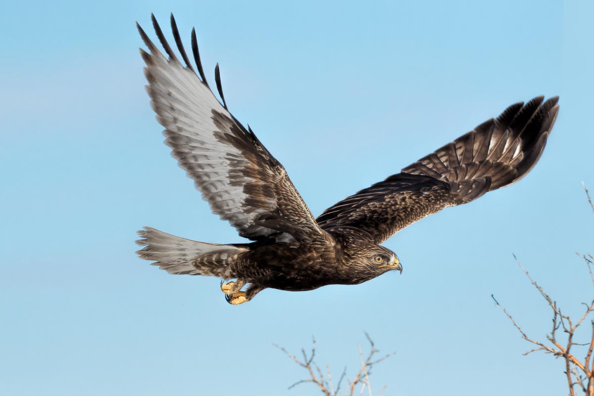 Dark Morph Rough-legged Hawk