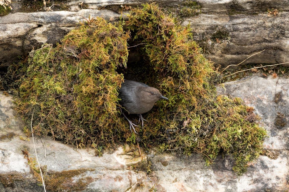 American Dipper Sinks Canyon State Park Wyoming